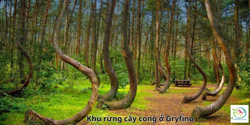 Khu rừng cây cong ở Gryfino